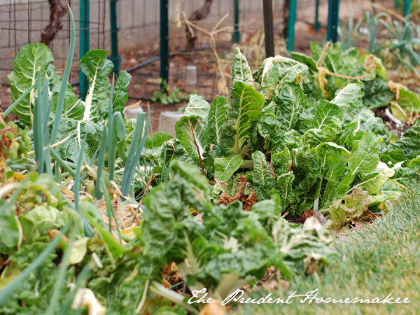 Chard and Green Onions The Prudent Homemaker