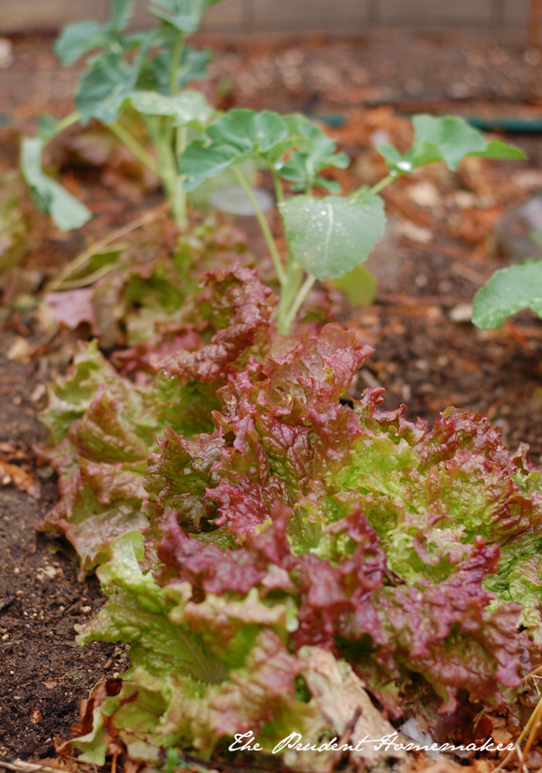 Lettuce and Broccoli Seedlings The Prudent Homemaker