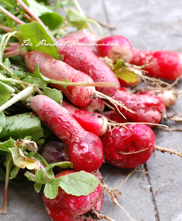 Radishes 2 The Prudent Homemaker