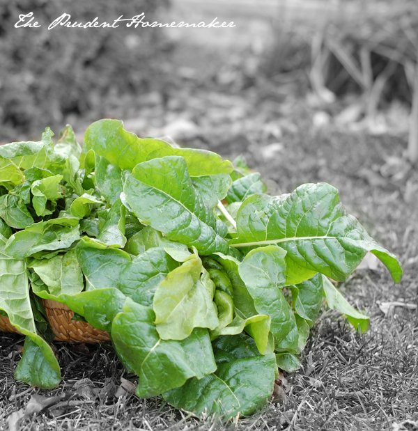 Swiss Chard in Basket The Prudent Homemaker