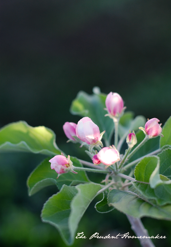 Dorsett Golden Apple Blossom Buds The Prudent Homemaker