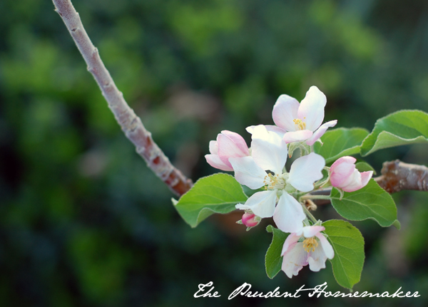 Dorsett Golden Apple Blossoms The Prudent Homemaker