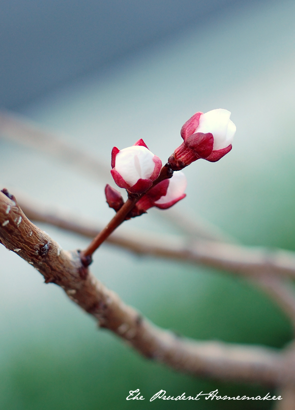 Katy Apricot Blossoms The Prudent Homemaker