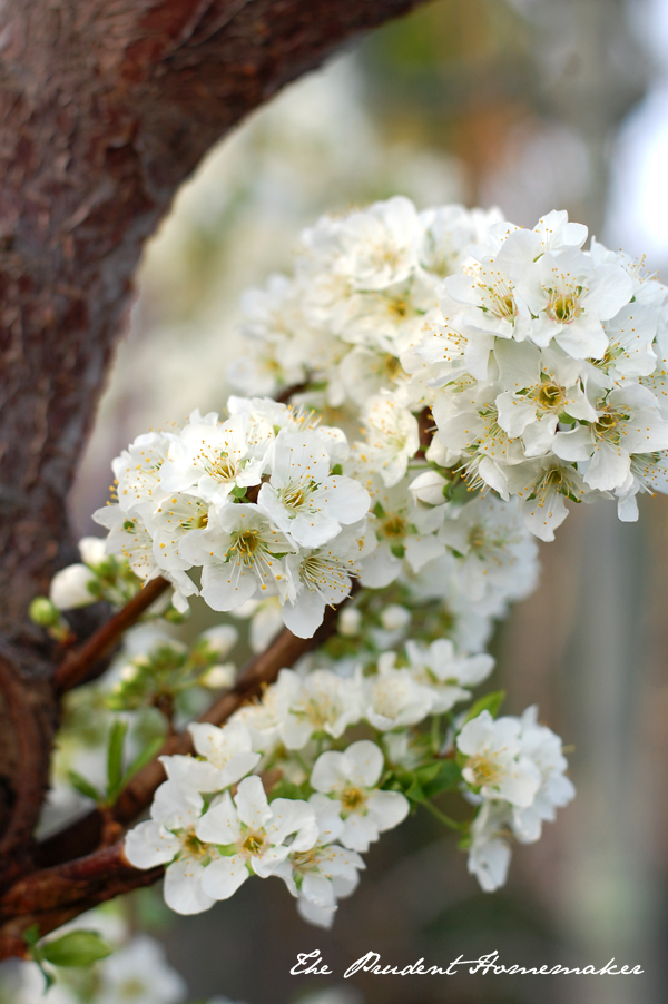 Plum Blossoms The Prudent Homemaker