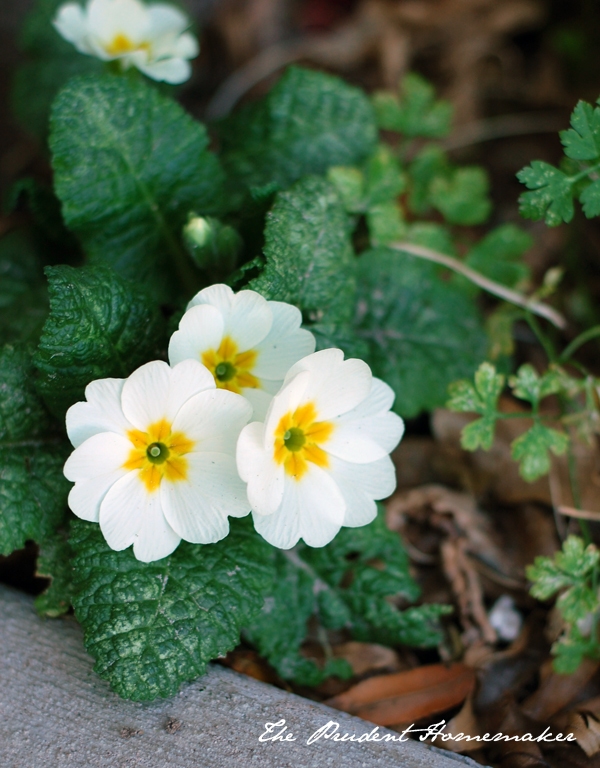 Primroses The Prudent Homemaker