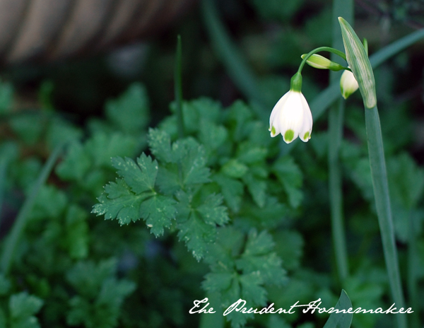 Summer Snowdrop The Prudent Homemaker