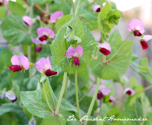 Chinese Snow Peas The Prudent Homemaker