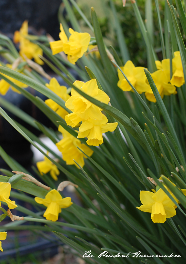 Dafodils in the garden The Prudent Homemaker
