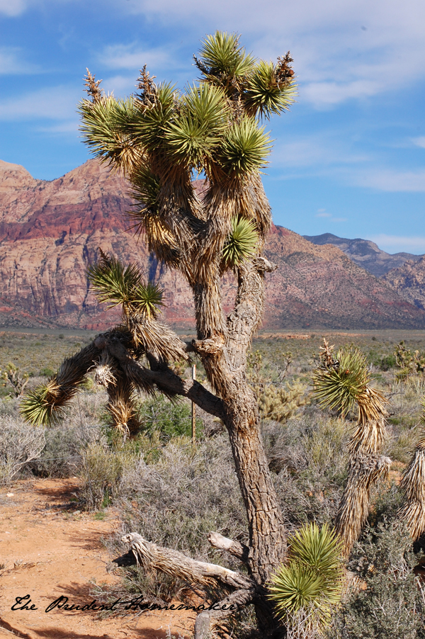 Joshua Tree The Prudent Homemaker