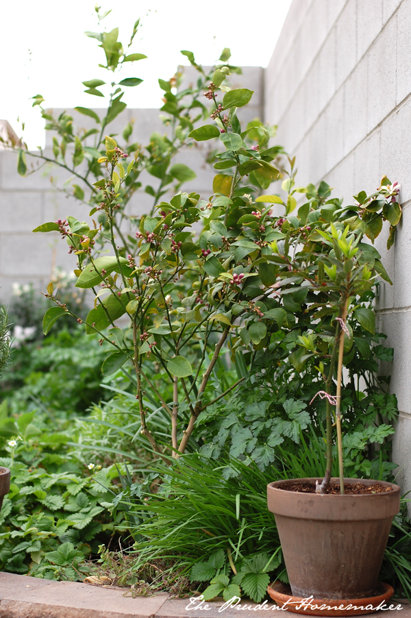 Meyer Lemon and Bay Trees The Prudent Homemaker