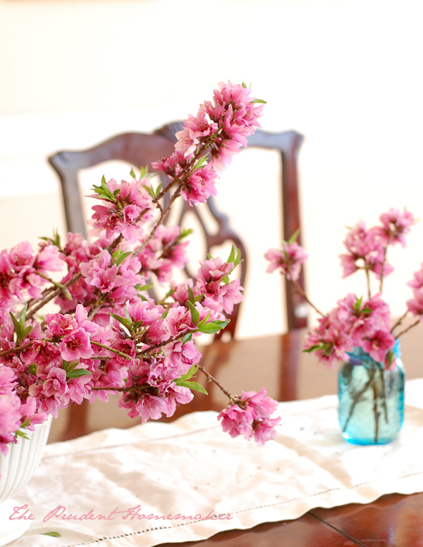 Nectarine Blossoms The Prudent Homemaker