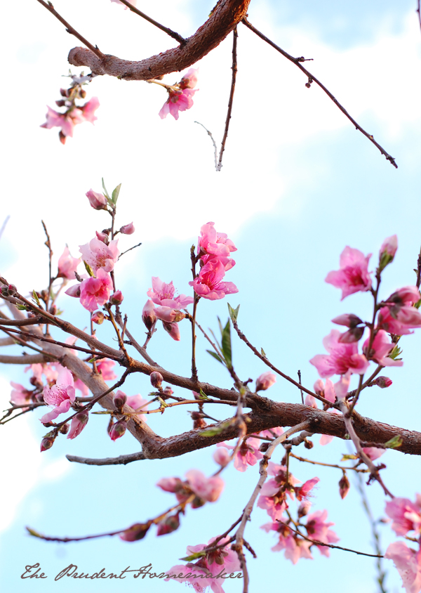 Peach blossoms The Prudent Homemaker