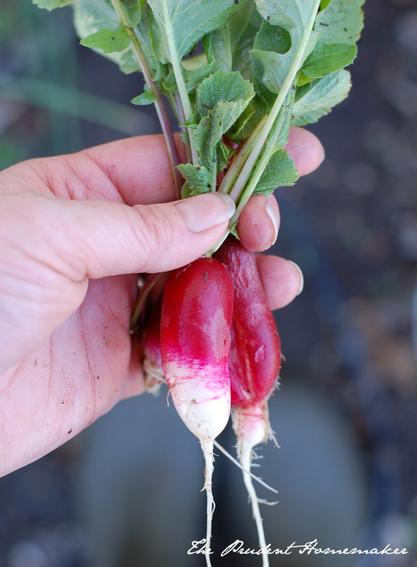 Radishes 3  The Prudent Homemaker