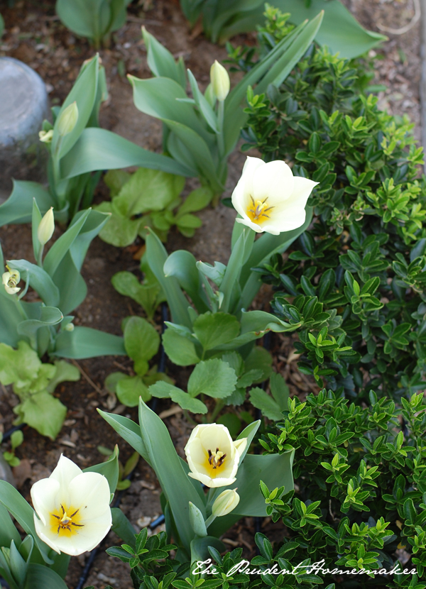 Tulips 1 The Prudent Homemaker