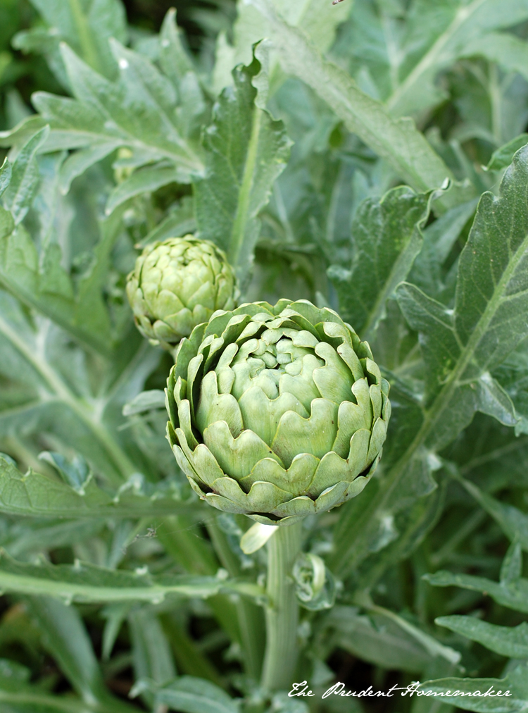 Artichokes in the Garden The Prudent Homemaker