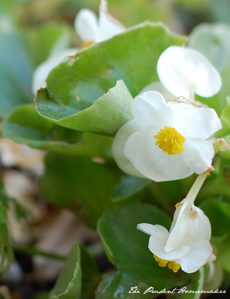 Begonia The Prudent Homemaker