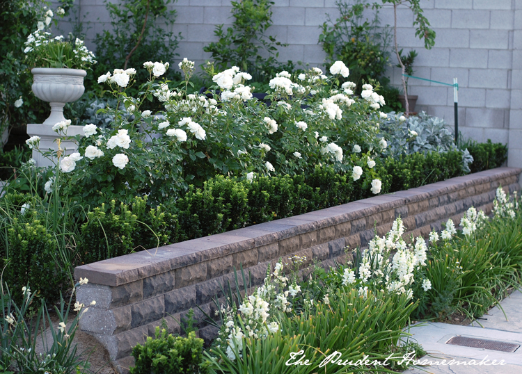 Iceberg Roses and Snapdragons in the White Garden