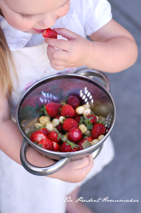 Ivory and Strawberries The Prudent Homemaker