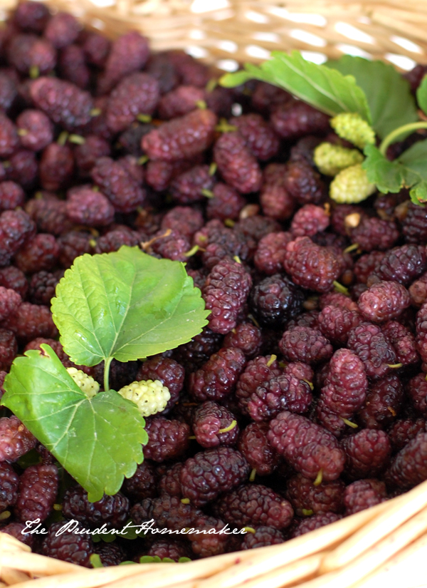 Mulberries The Prudent Homemaker
