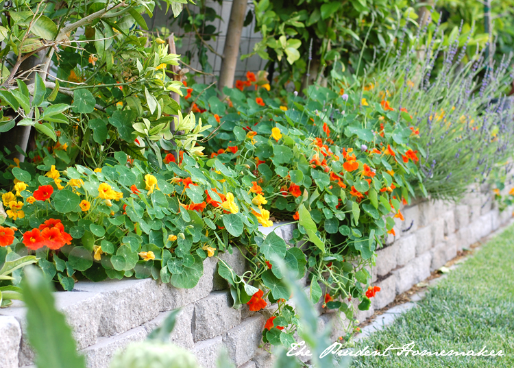 Nasturiums and Lavender in the Garden The Prudent Homemaker