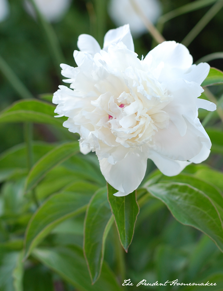 Peony Festiva Maxima The Prudent Homemaker