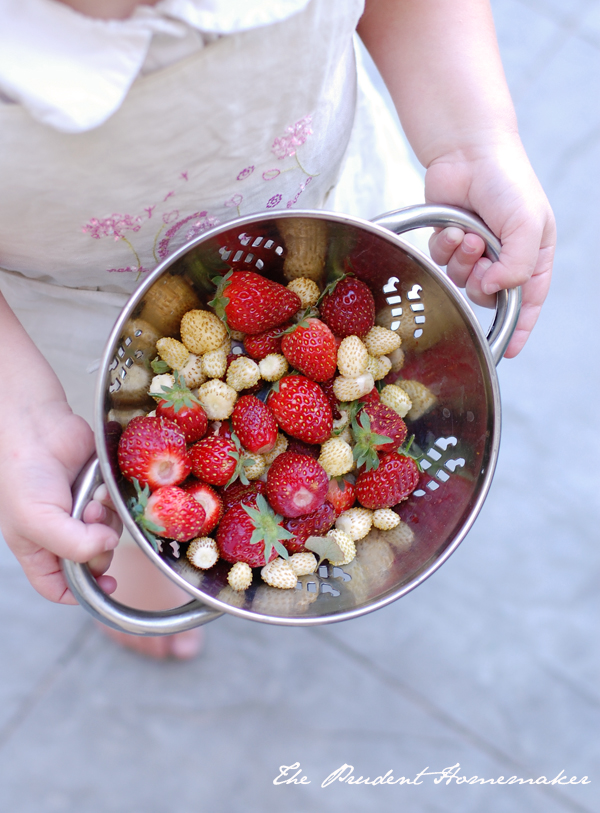 Red and White Strawberries The Prudent Homemaker