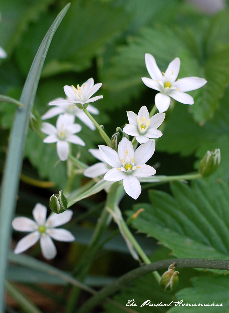 Star of Bethlehem The Prudent Homemaker