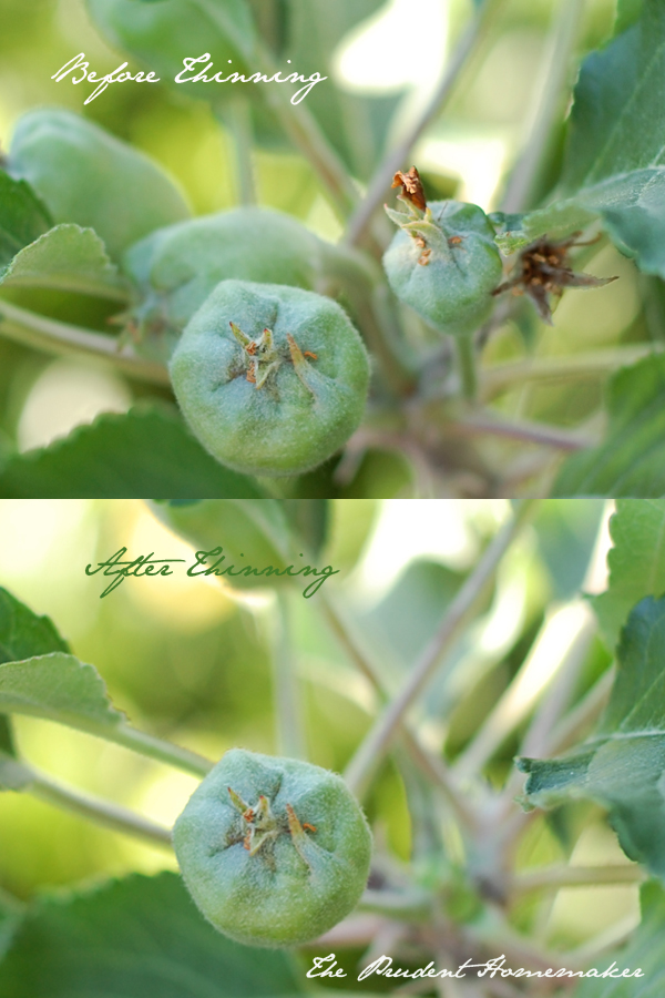 Thinning Apples The Prudent Homemaker