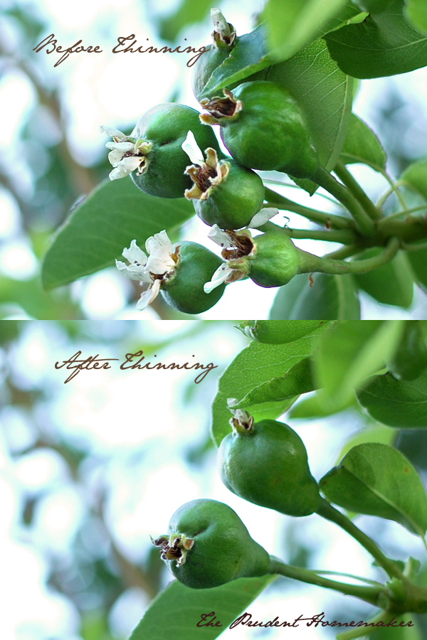 Thinning Pears The Prudent Homemaker