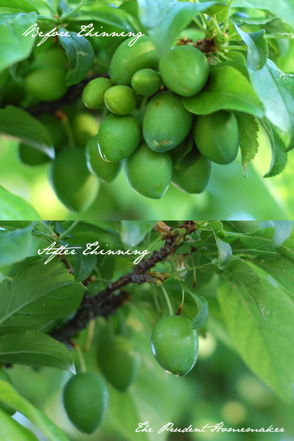 Thinning Plums The Prudent Homemaker