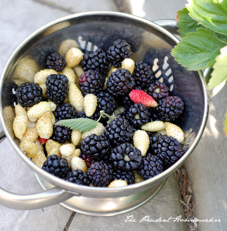 Blackberries and Strawberries The Prudent Homemaker