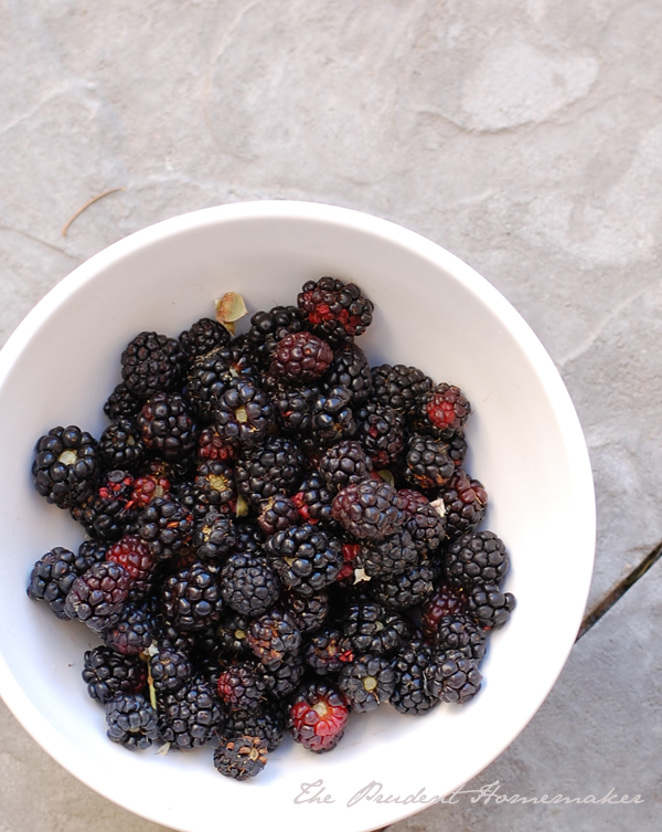 Blackberries in white bowl The Prudent Homemaker