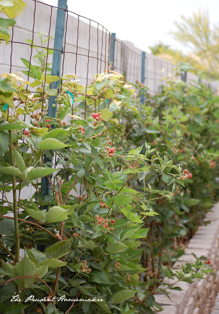 Blackberry Bushes The Prudent Homemaker