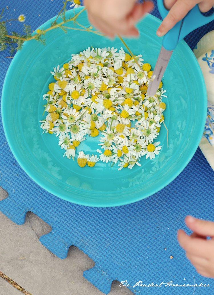 Chamomile in bowl The Prudent Homemaker