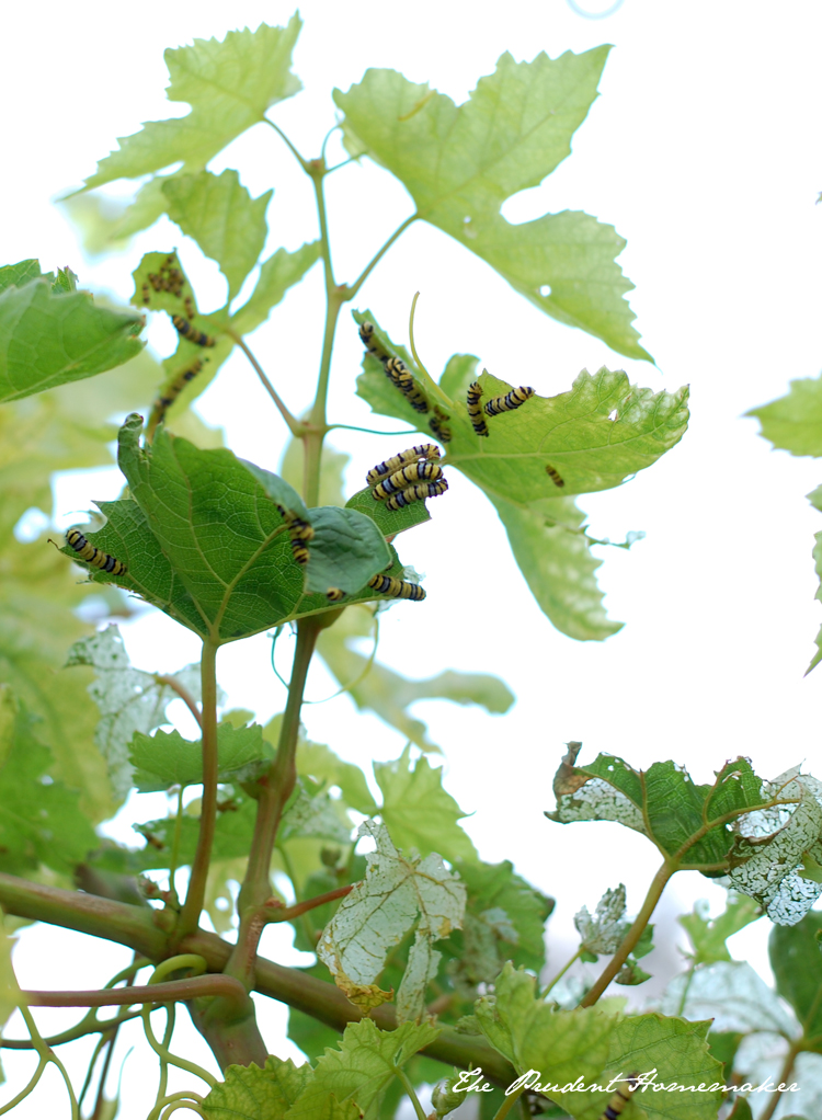 Grape Leaf Skeletonizers 1 The Prudent Homemaker