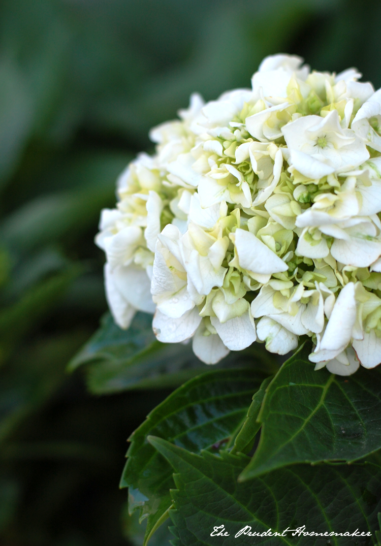 Hydrangea The Prudent Homemaker