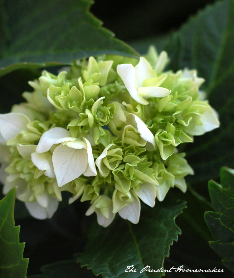 Hydrangea buds The Prudent Homemaker