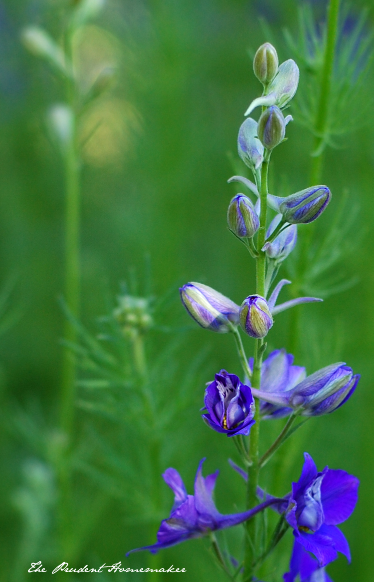 Larkspur The Prudent Homemaker