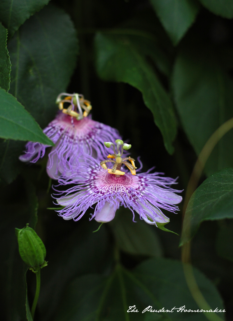 Passionfruit Flowers The Prudent Homemaker