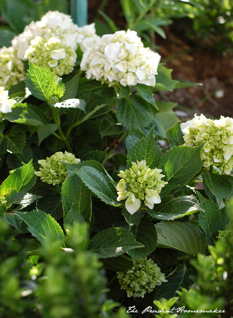 White Hydrangeas 1 The Prudent Homemaker