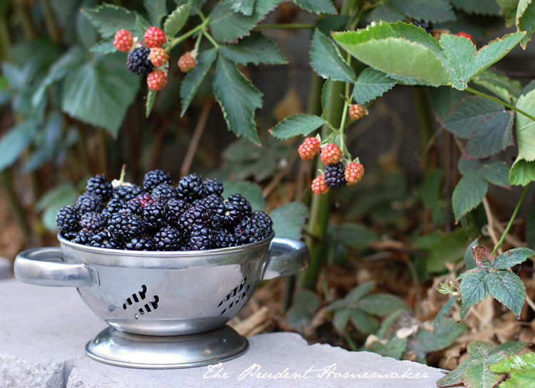 Blackberries in the Garden The Prudent Homemaker