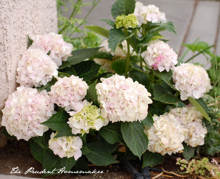 Hydrangea changing The Prudent Homemaker