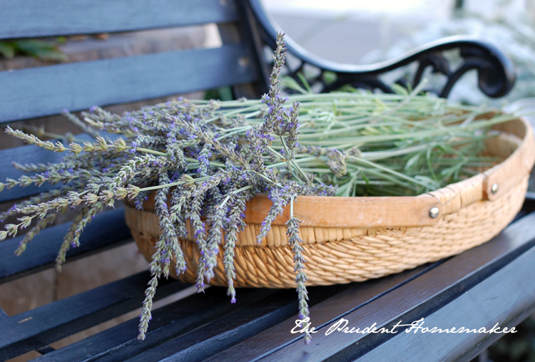 Lavender The Prudent Homemaker