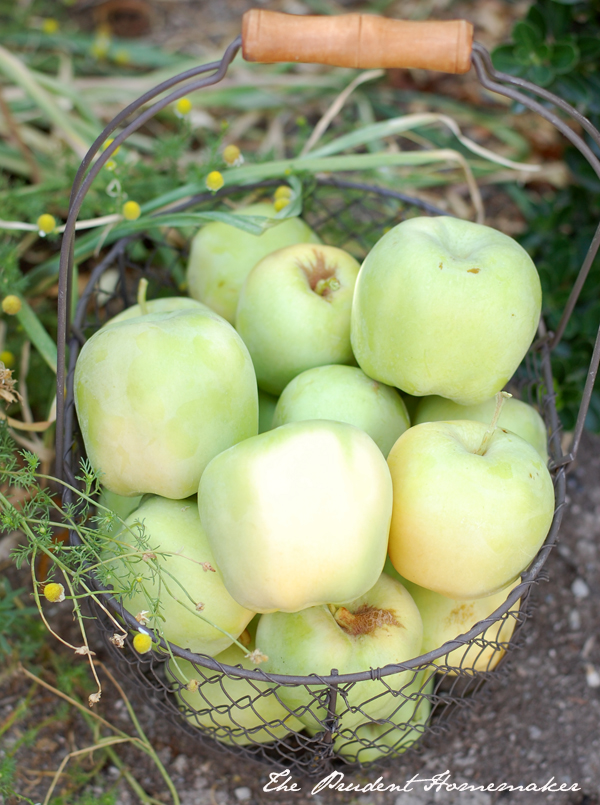 Apples in wire basket The Prudent Homemaker