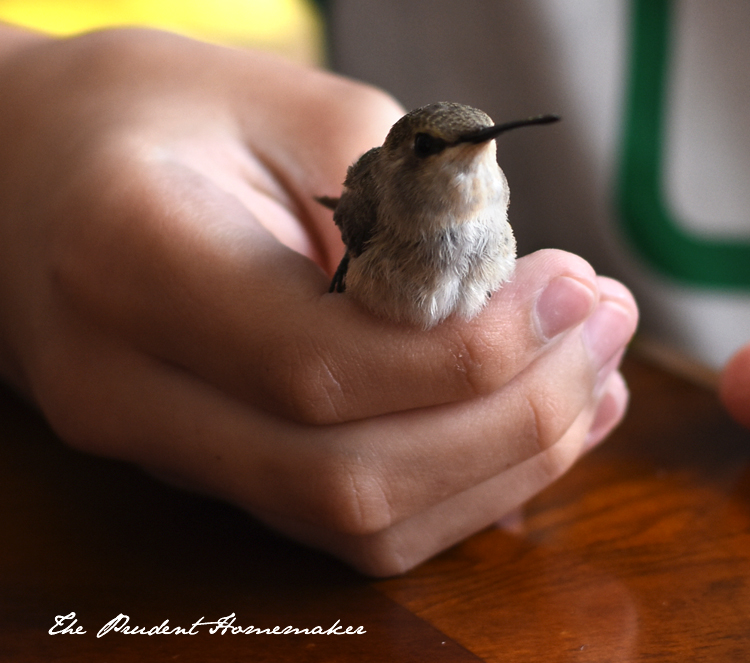 Hummingbird The Prudent Homemaker