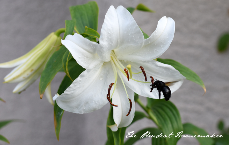 The Lily and the Bee The Prudent Homemaker