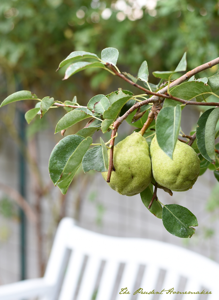 Bartlett Pears in the Garden The Prudent Homemaker