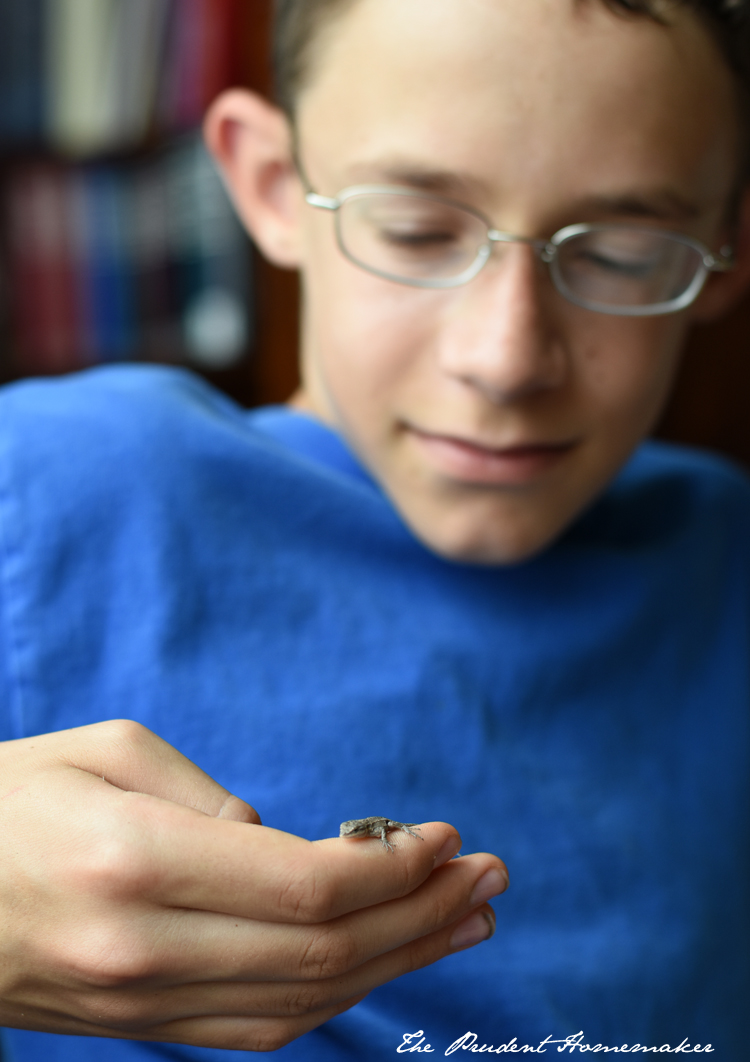 Cyrus with Tiny Lizard The Prudent Homemaker