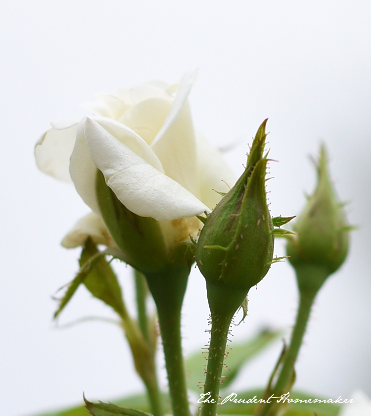 White Rosebud The Prudent Homemaker