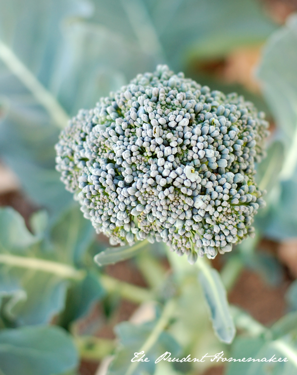 Broccoli The Prudent Homemaker